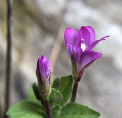 Epilobium ciliatum watsonii