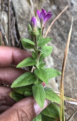 Epilobium ciliatum watsonii