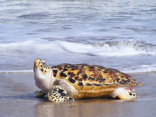 Sea Turtle
