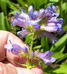 Penstemon globosus