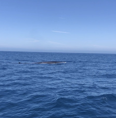 Balaenoptera physalus