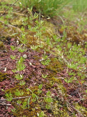 Leptosiphon septentrionalis
