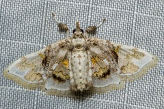 Leucinodes