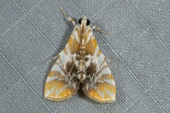 Macaretaera hesperis