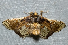 Omphisa anastomosalis