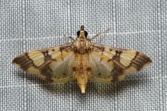 Orphanostigma angustale