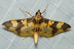 Orphanostigma angustale