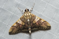 Orphanostigma