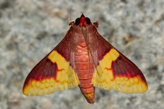 Pachynoa purpuralis