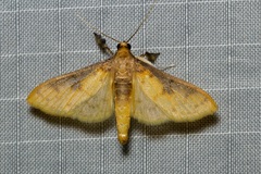 Pachynoa sabelialis