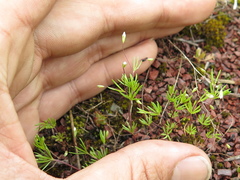 Leptosiphon septentrionalis