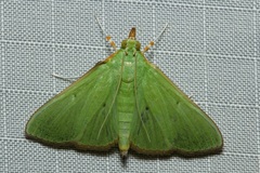 Parotis marginata