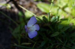 Mazus pumilio