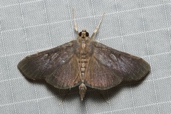 Phostria