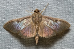 Phostria