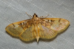 Pseudebulea