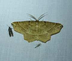 Euchlaena tigrinaria