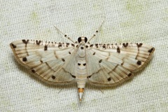 Pycnarmon meritalis