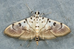 Pycnarmon cribrata