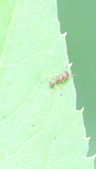 Pheidole parva