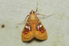 Sameodes pictalis