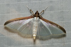 Cydalima laticostalis