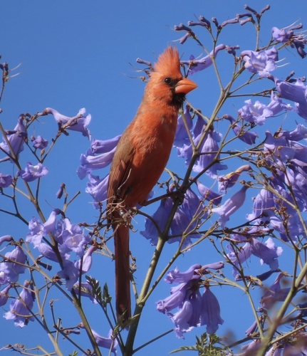 Northern Cardinal photographed in California