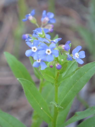 Image of Hackelia velutina by (c) Garth Harwood, some rights reserved (CC BY)