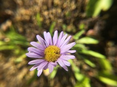 Erigeron cervinus