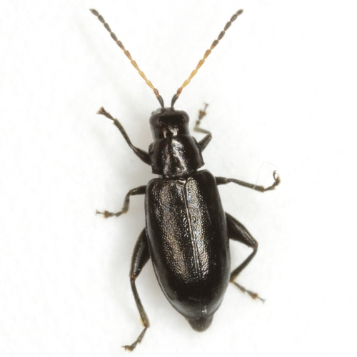 Systena hudsonias (Forster, 1771)