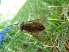 Tabanus sudeticus