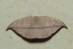 Albara reversaria