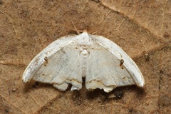 Callidrepana gelidata