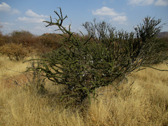 Boscia foetida