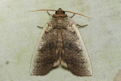 Tethea oberthuri
