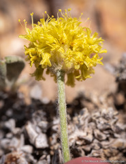 Eriogonum alexanderae