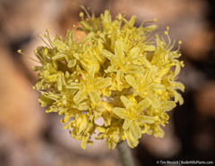Eriogonum alexanderae