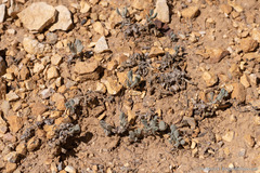 Eriogonum alexanderae