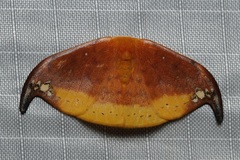 Tridrepana subtusmaculata