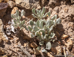 Eriogonum alexanderae