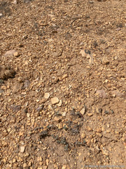 Eriogonum alexanderae