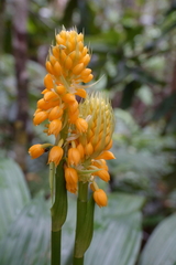 Calanthe ventilabrum