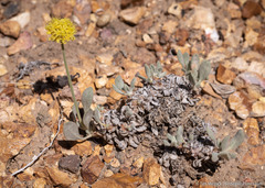 Eriogonum alexanderae