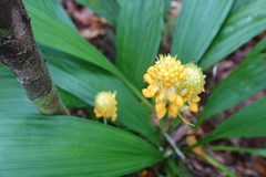 Calanthe ventilabrum