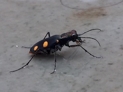 Cicindela bicolor