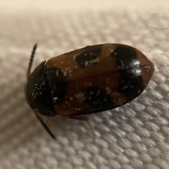 Mycetophagus punctatus