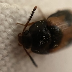 Mycetophagus punctatus