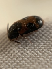 Mycetophagus punctatus