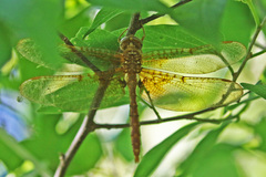 Neurocordulia xanthosoma