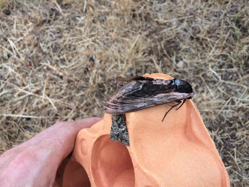 Lišaj orgovánový (Sphinx ligustri)